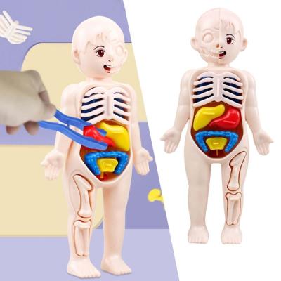 Educational Toy Human Body Anatomy Model