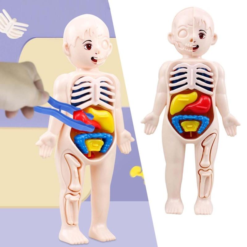Educational Toy Human Body Anatomy Model